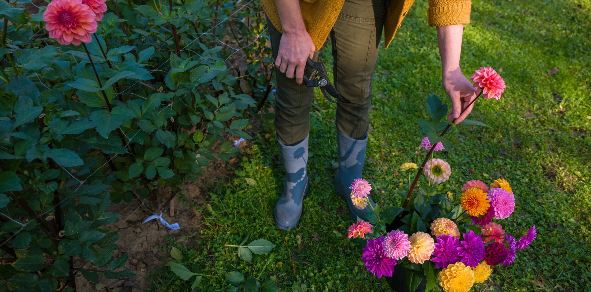 Person picking colorful flowers in garden.