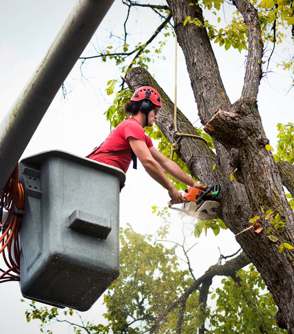 Worker in safety gear trims tree branches using a chainsaw from a lift.