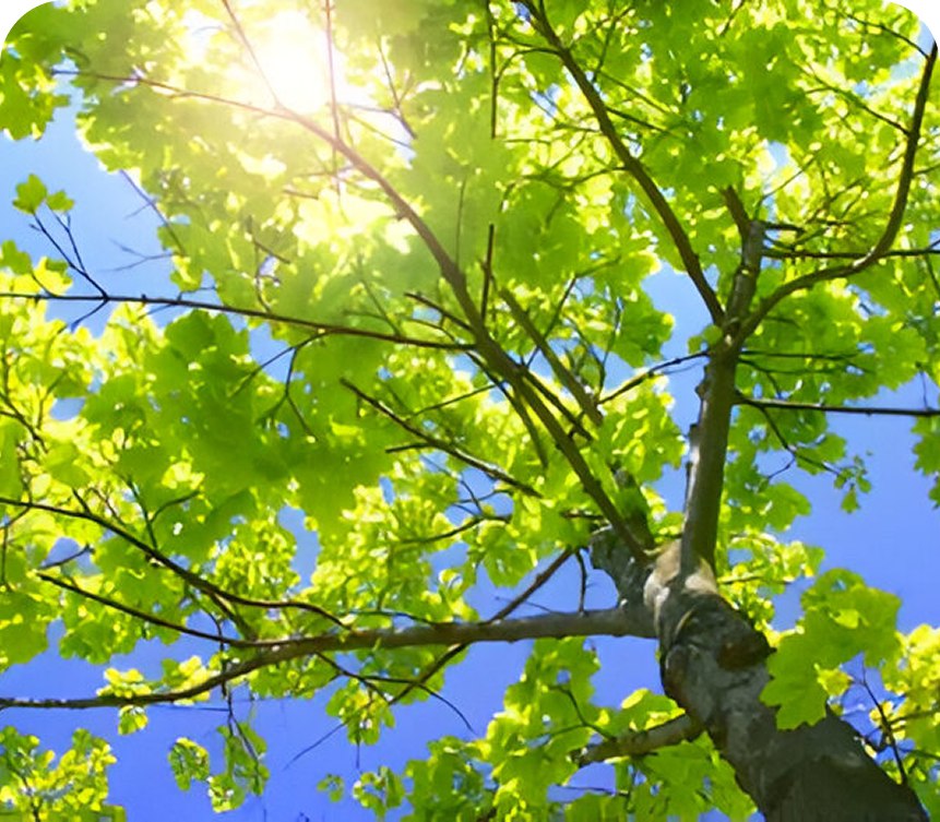 Sunlight shining through green tree leaves.