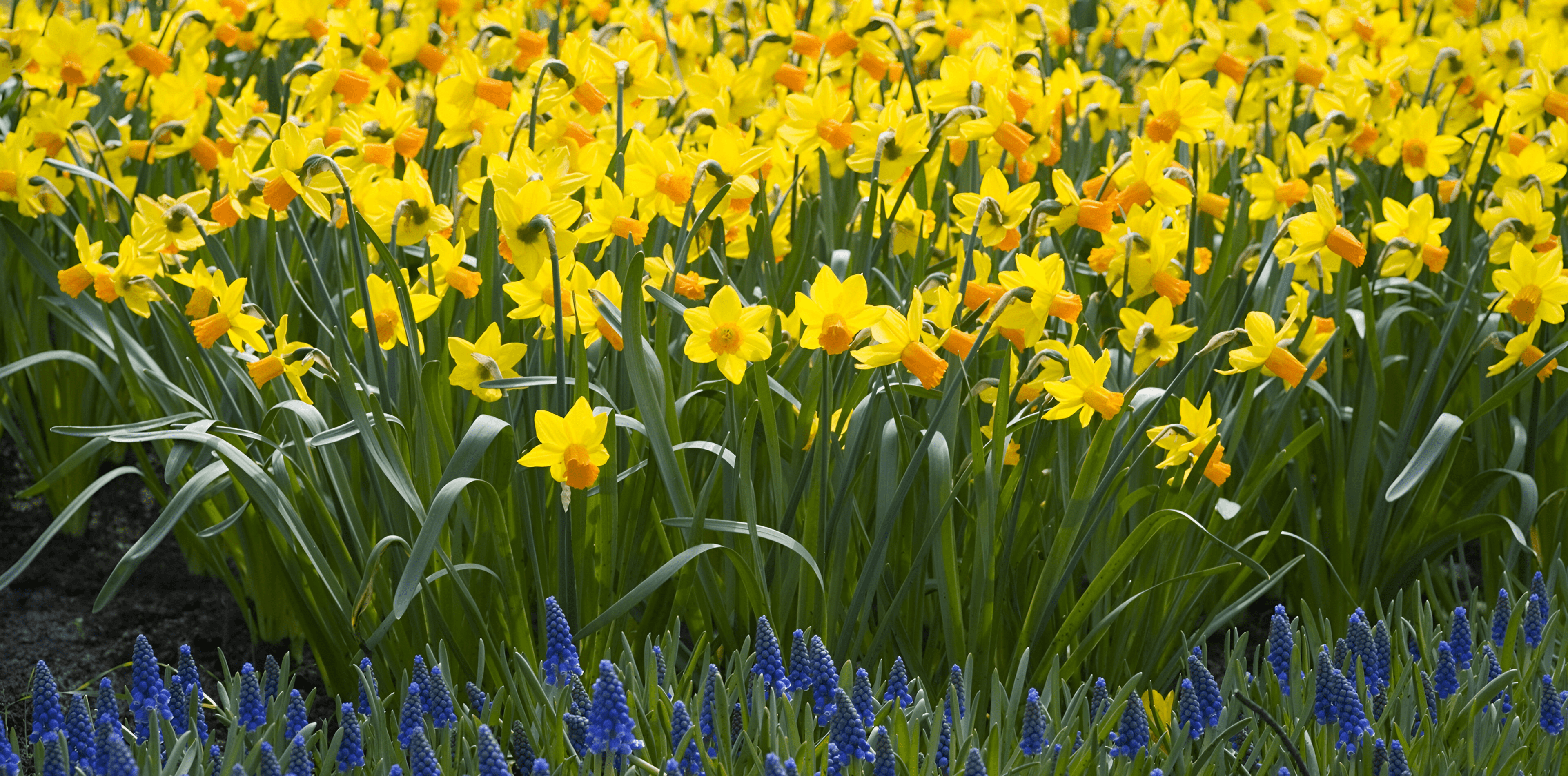 Yellow daffodils and blue flowers blooming.